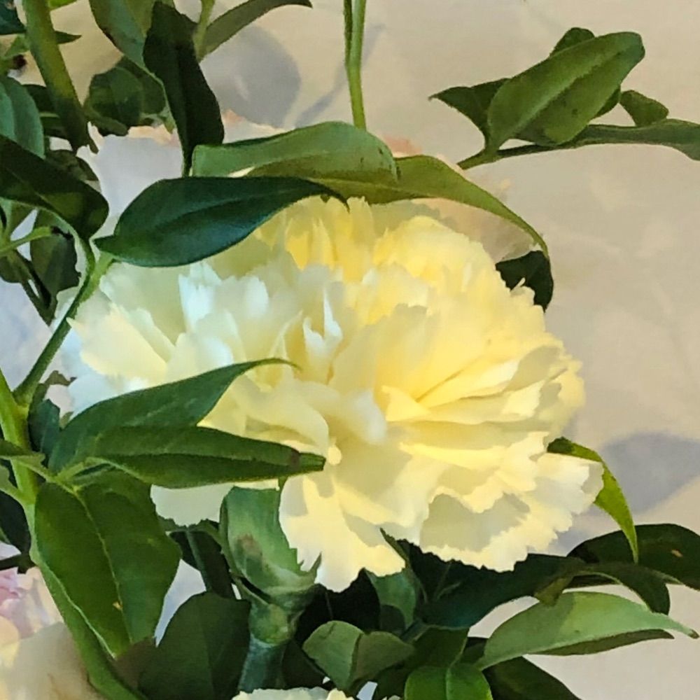 風琳琅(ﾌｳﾘﾝﾛｳ)🌸