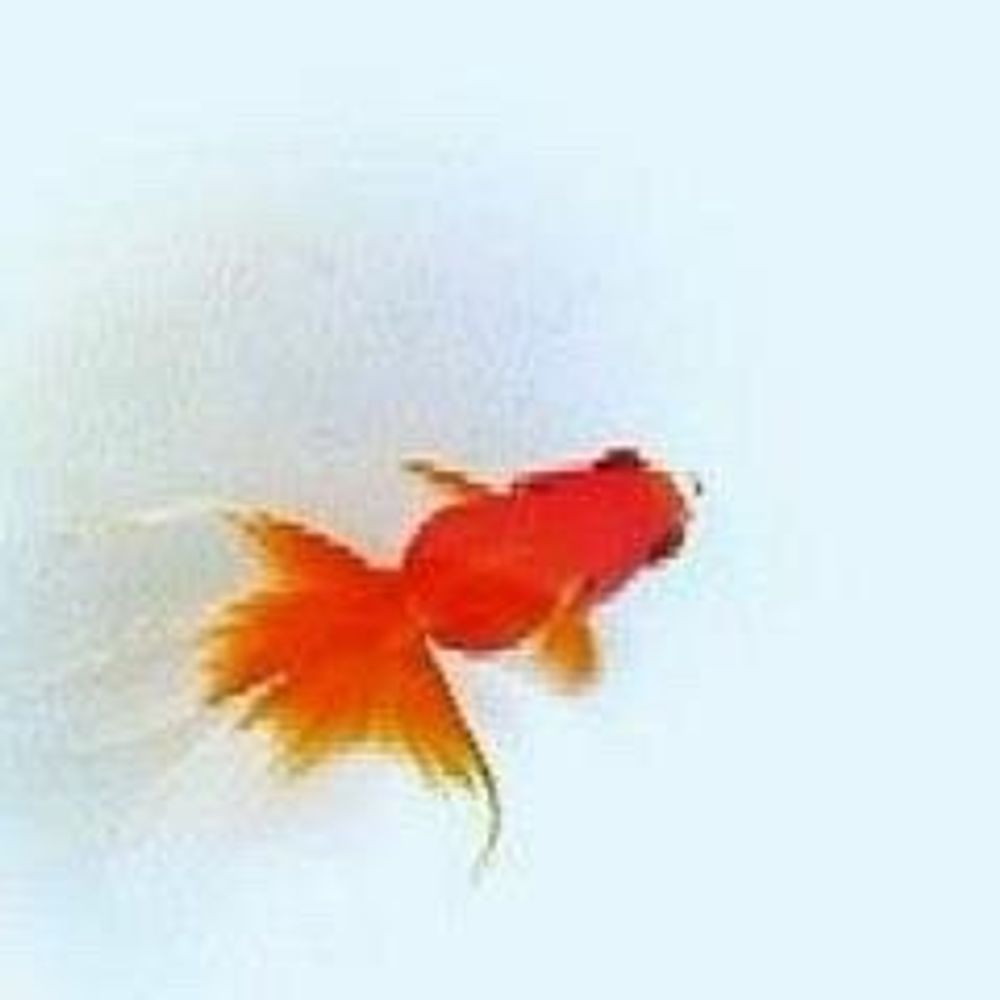 鮎心