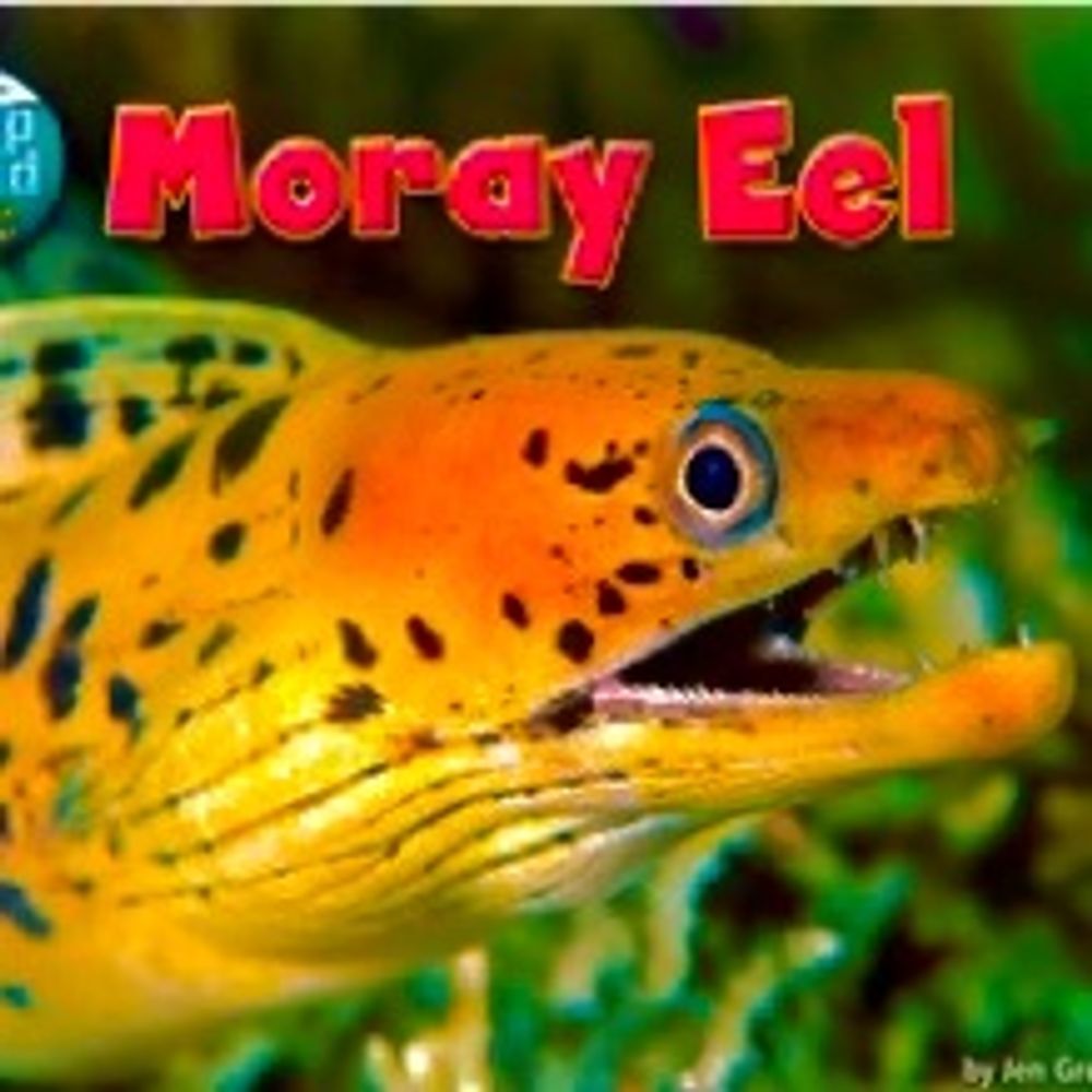 moray eels