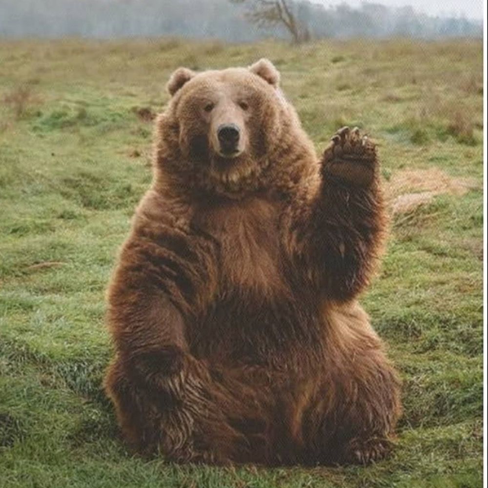 Bear Bear