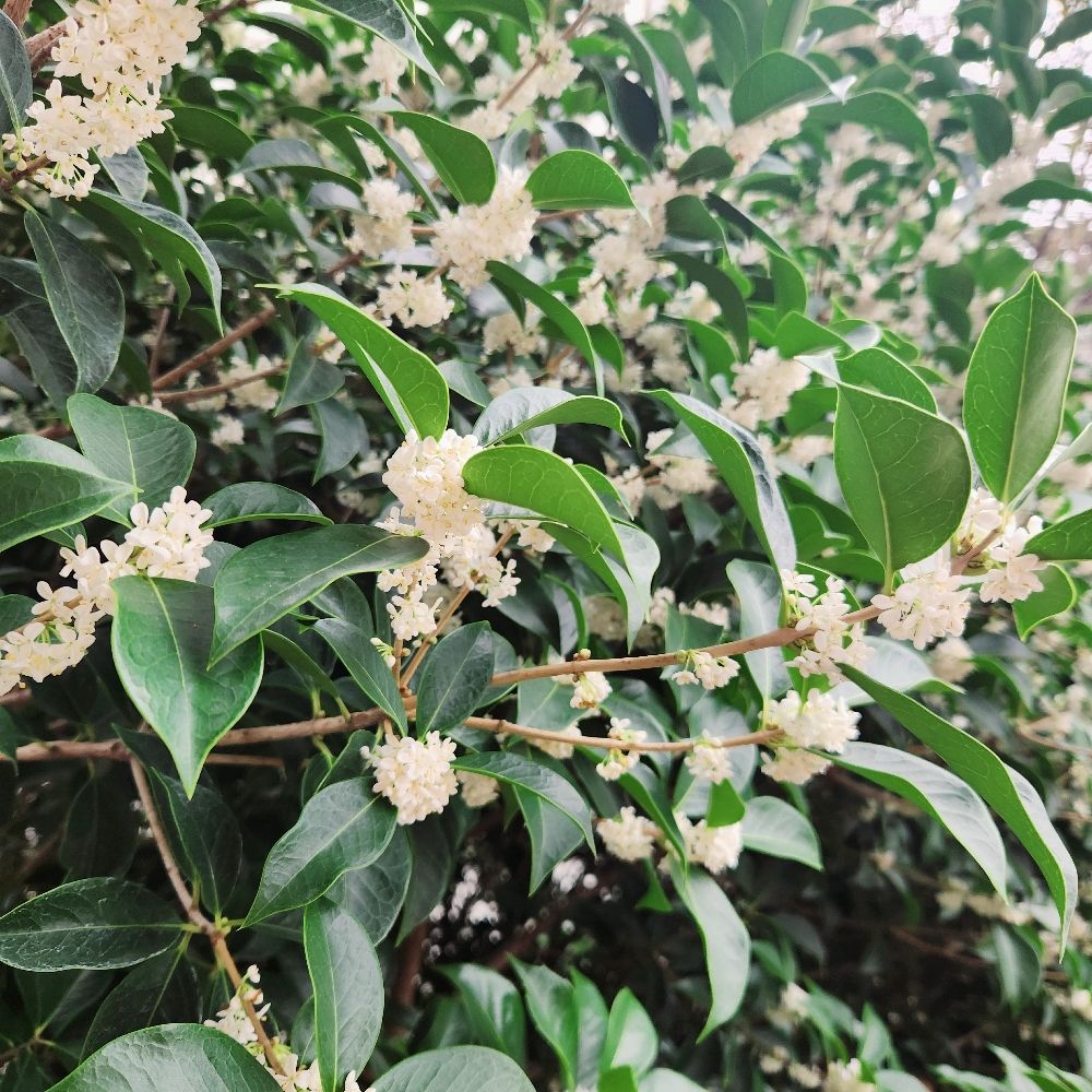 마늘빙과
