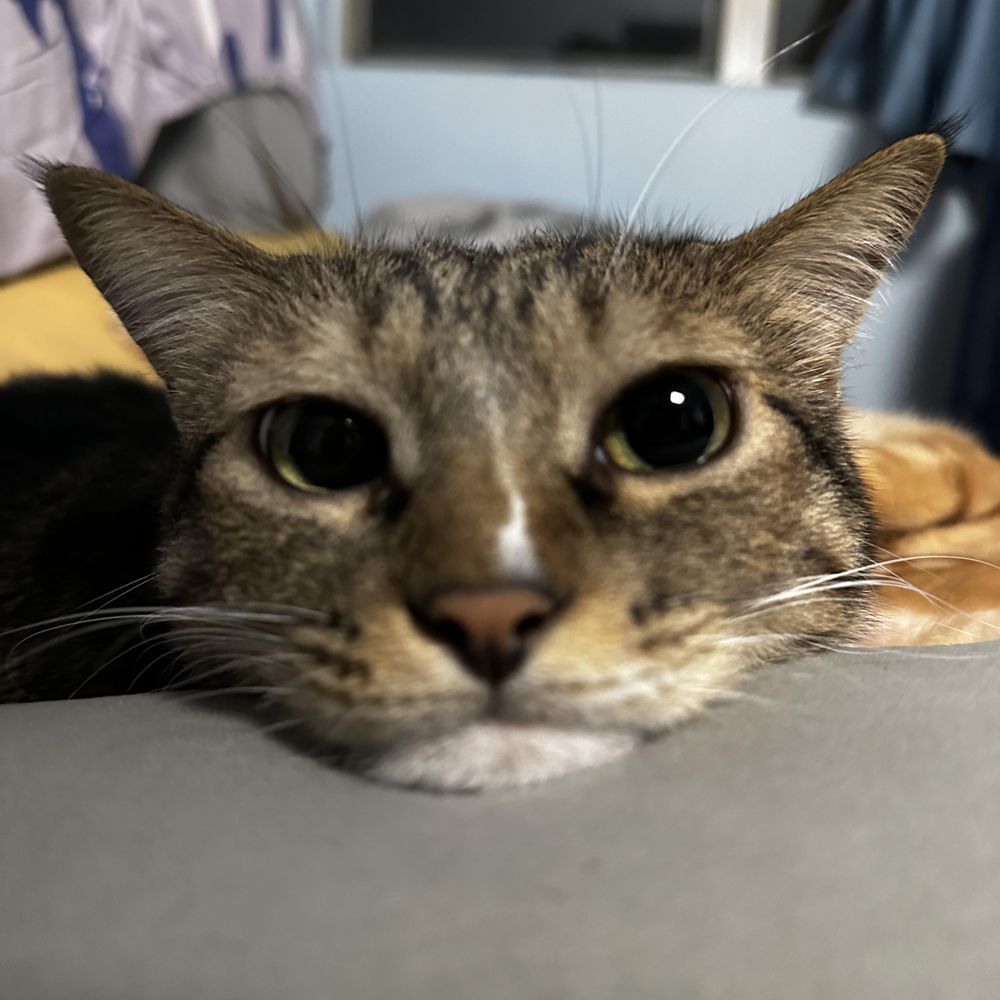 Everything Cats