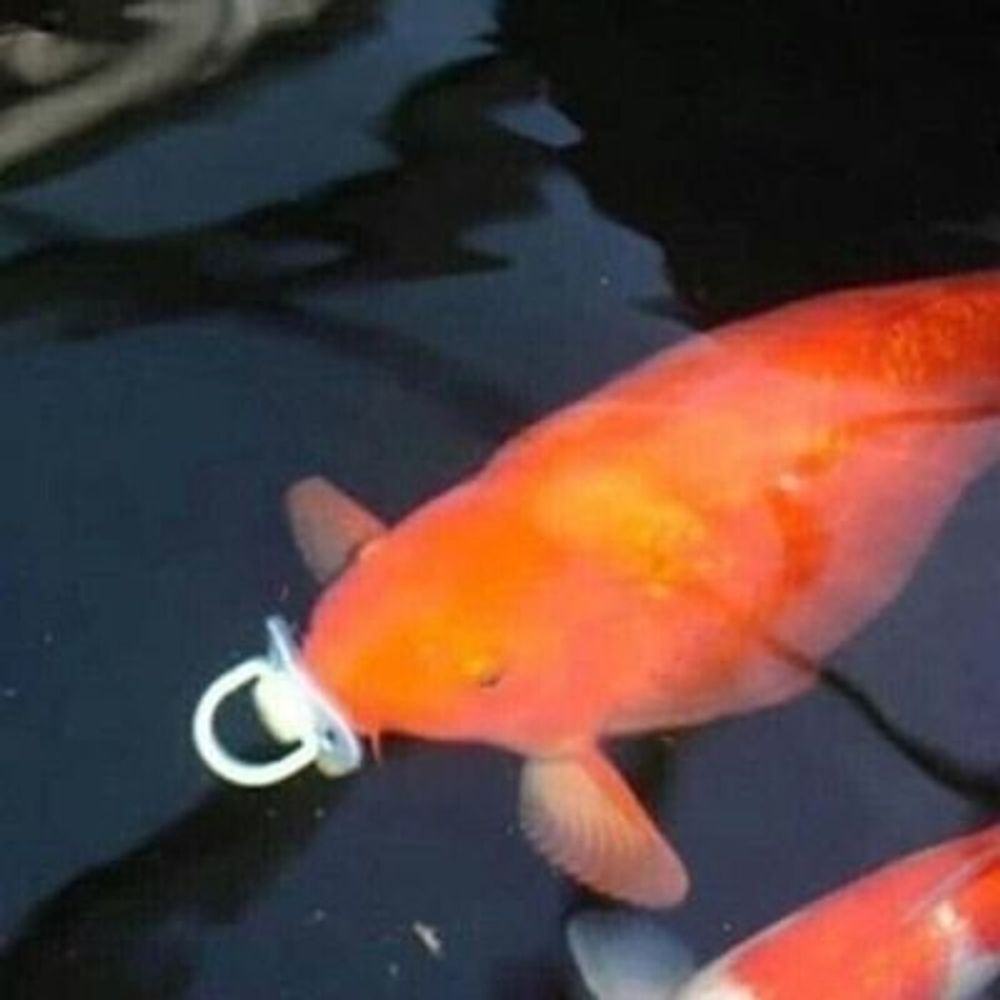 Binky Fish Friday