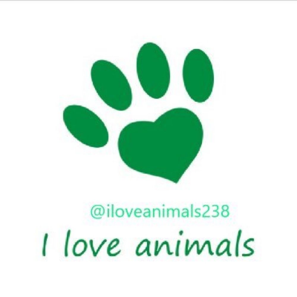 I Love Animals