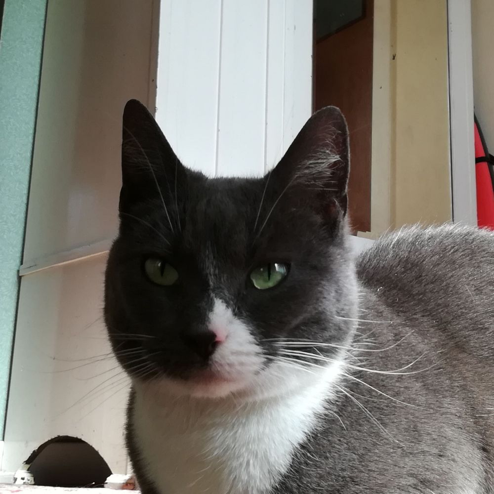 Alfie