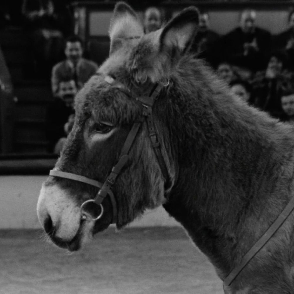 FPL Donkey