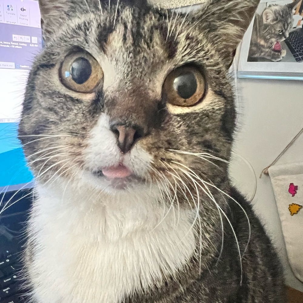 Crust Bucket the Cat