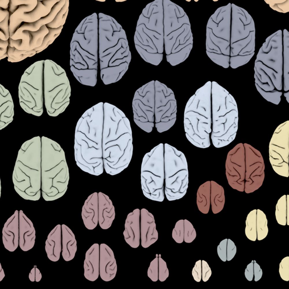 The Integrative Biology of Brain Evolution (TIBBE)- Network