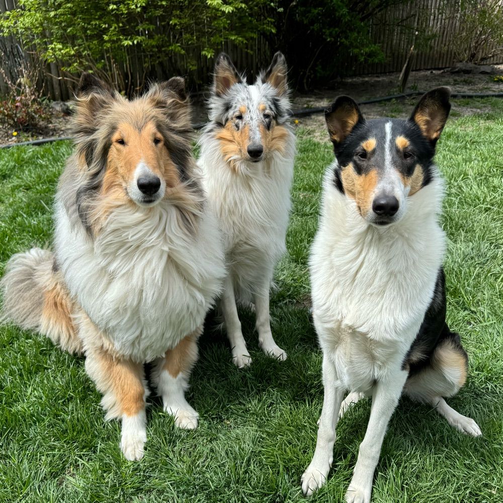 Collie Mama
