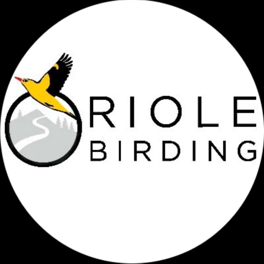 Oriole Birding