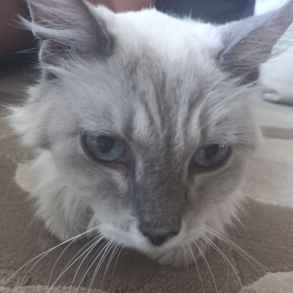 bicho da roça