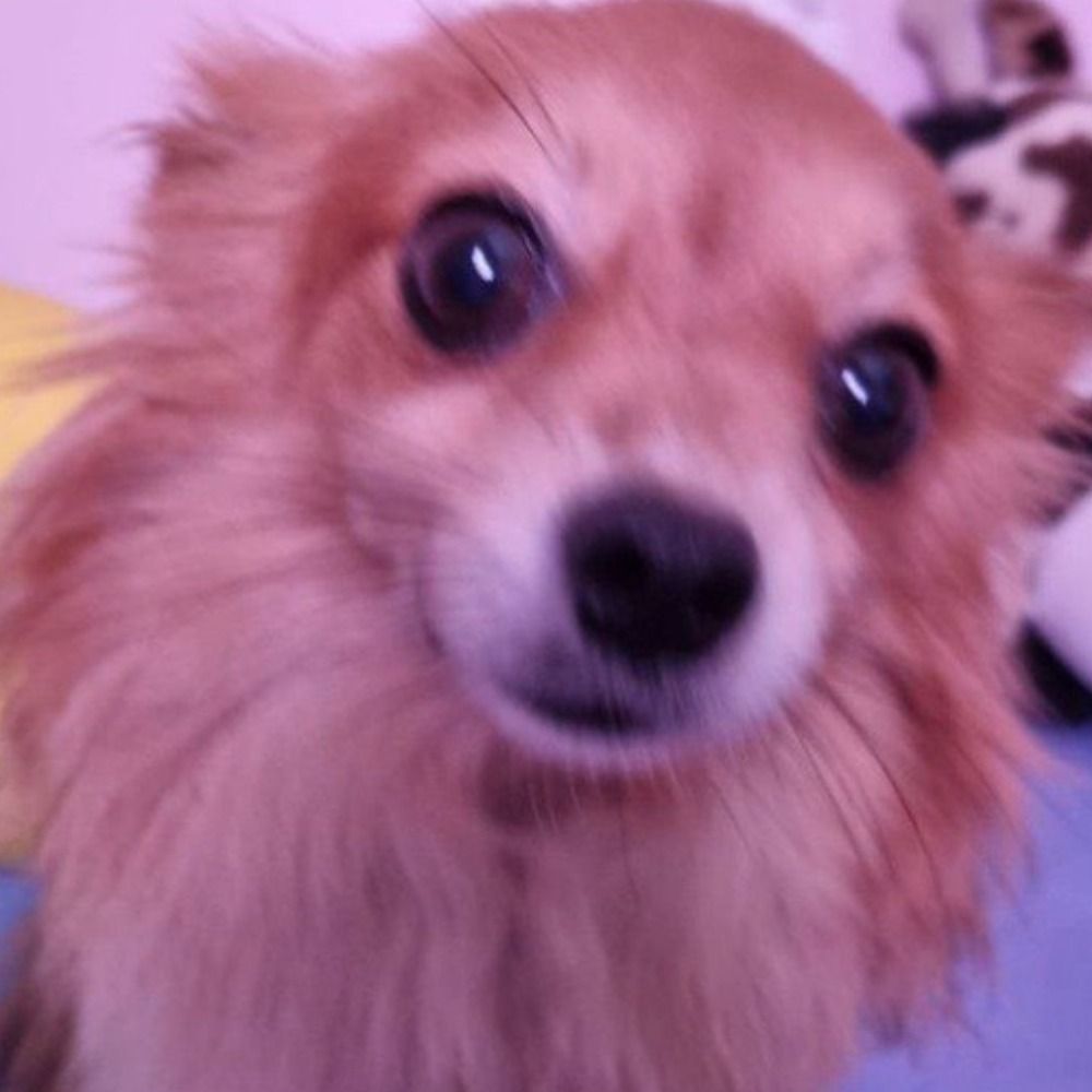 gorouhachiko