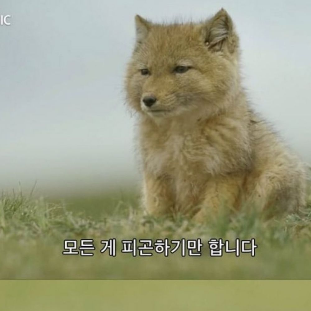 만하