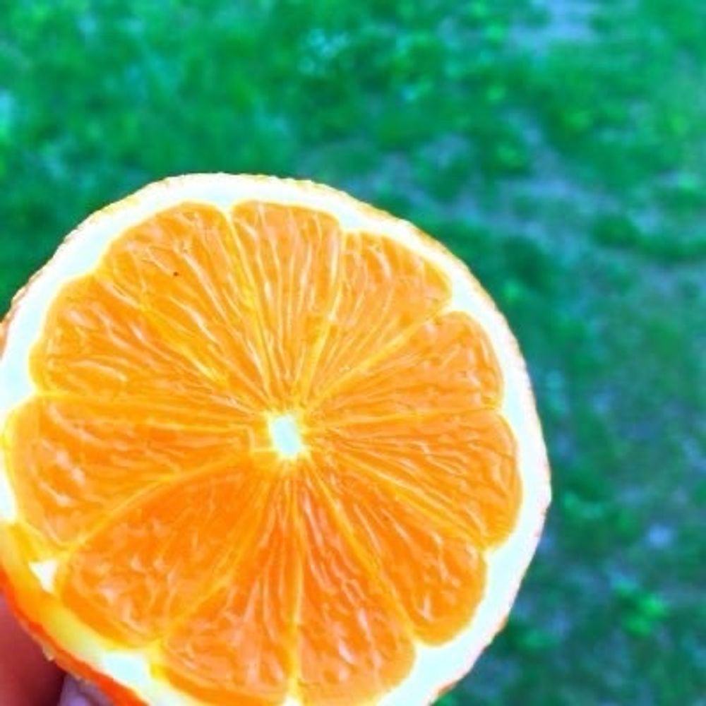 橘オレンジ
