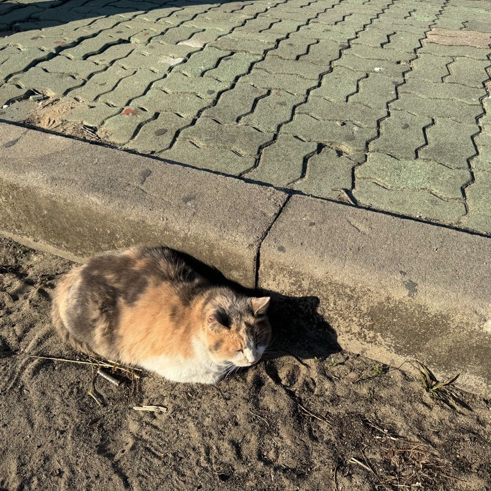 파랑