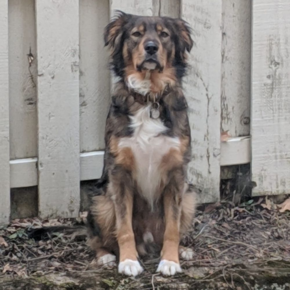 Pedro The Dog