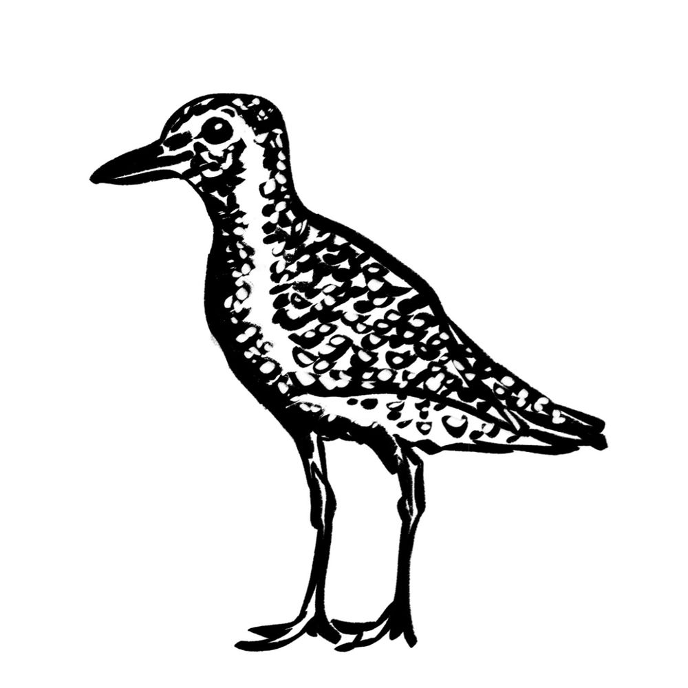 Plover 5 🧭