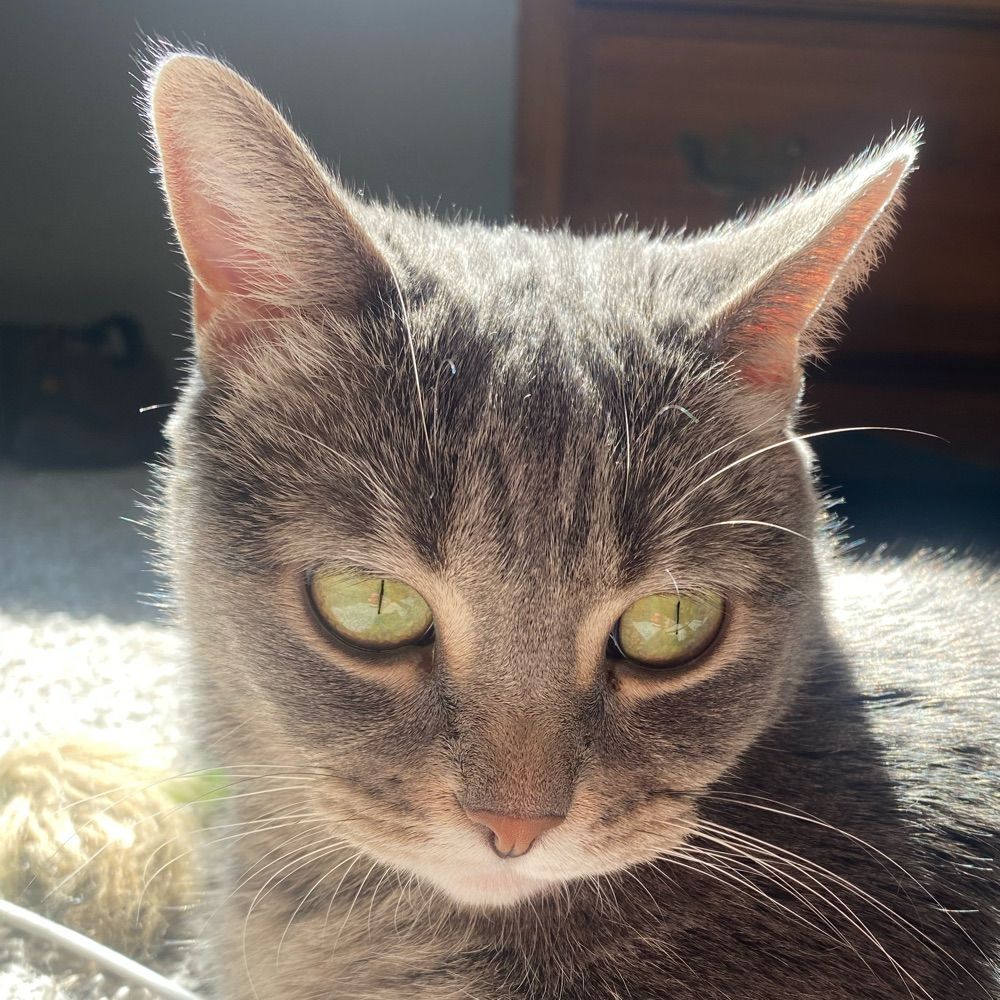 Splat Cat