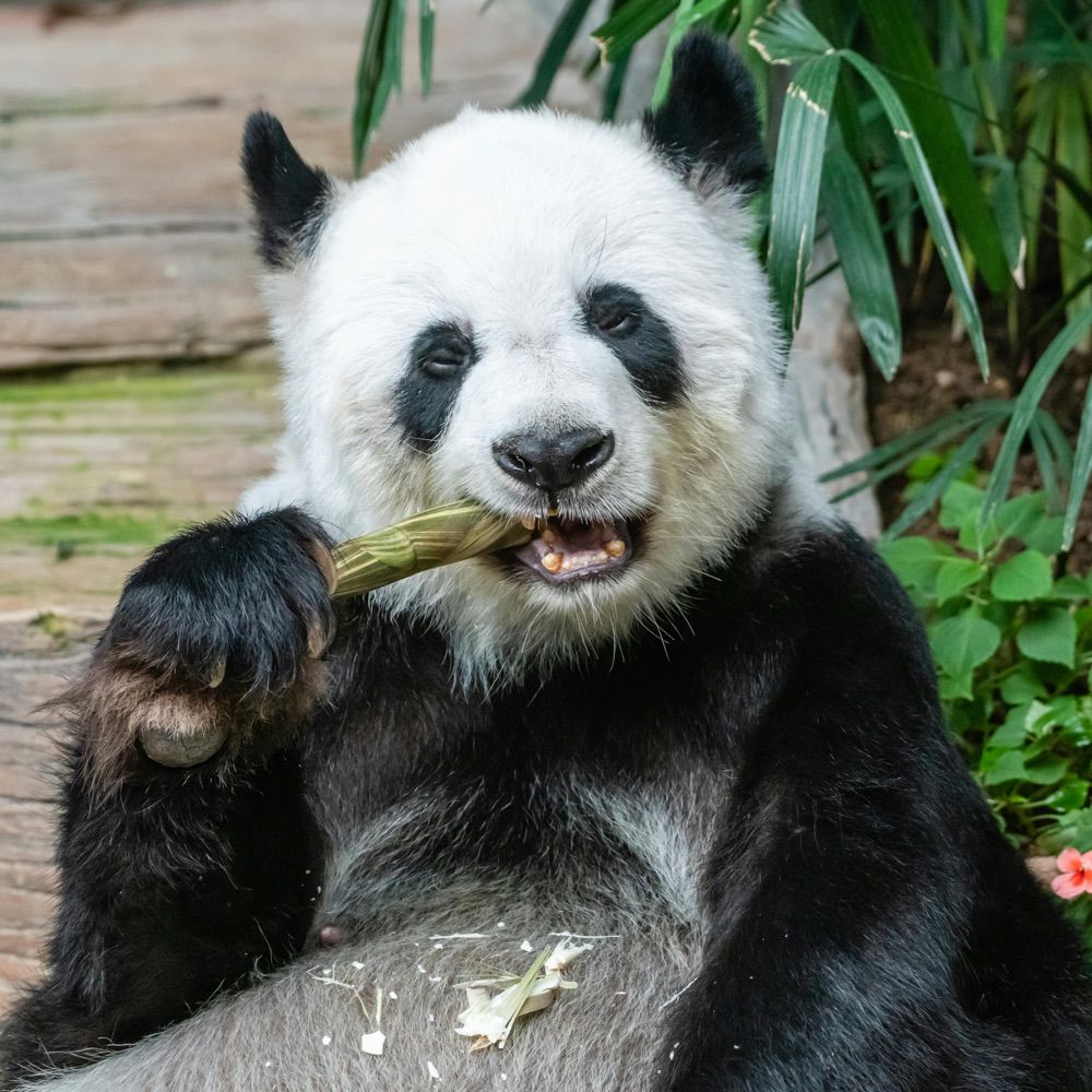 Hungry Panda