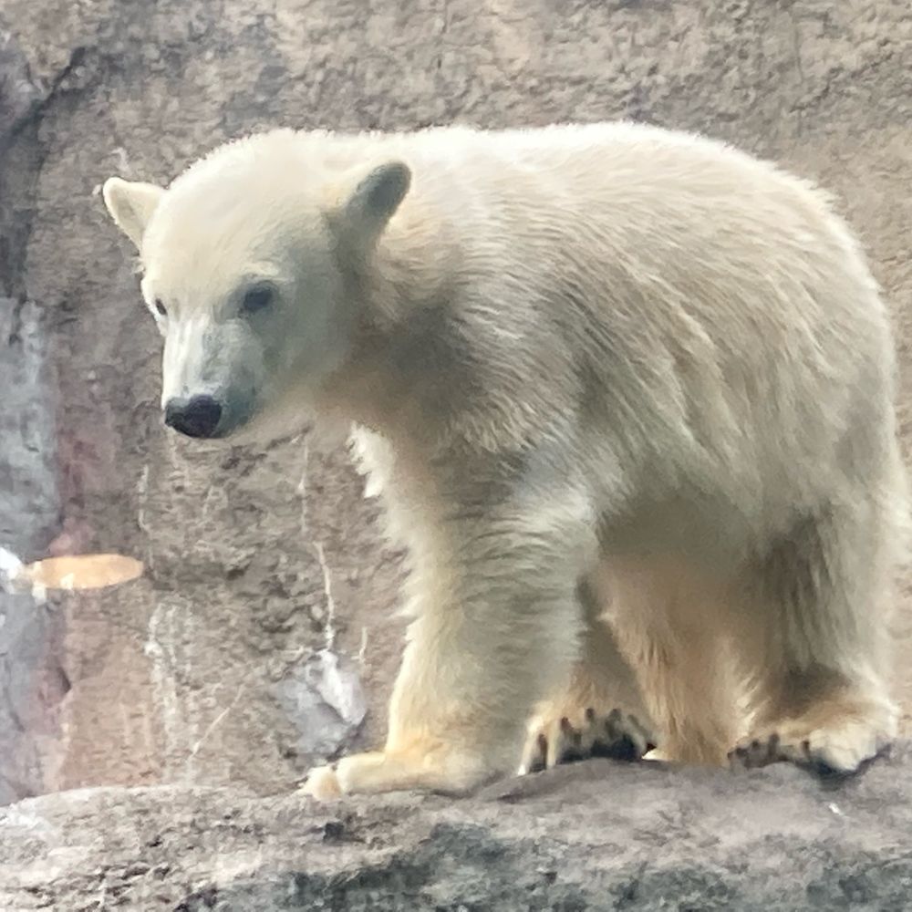 ぱち