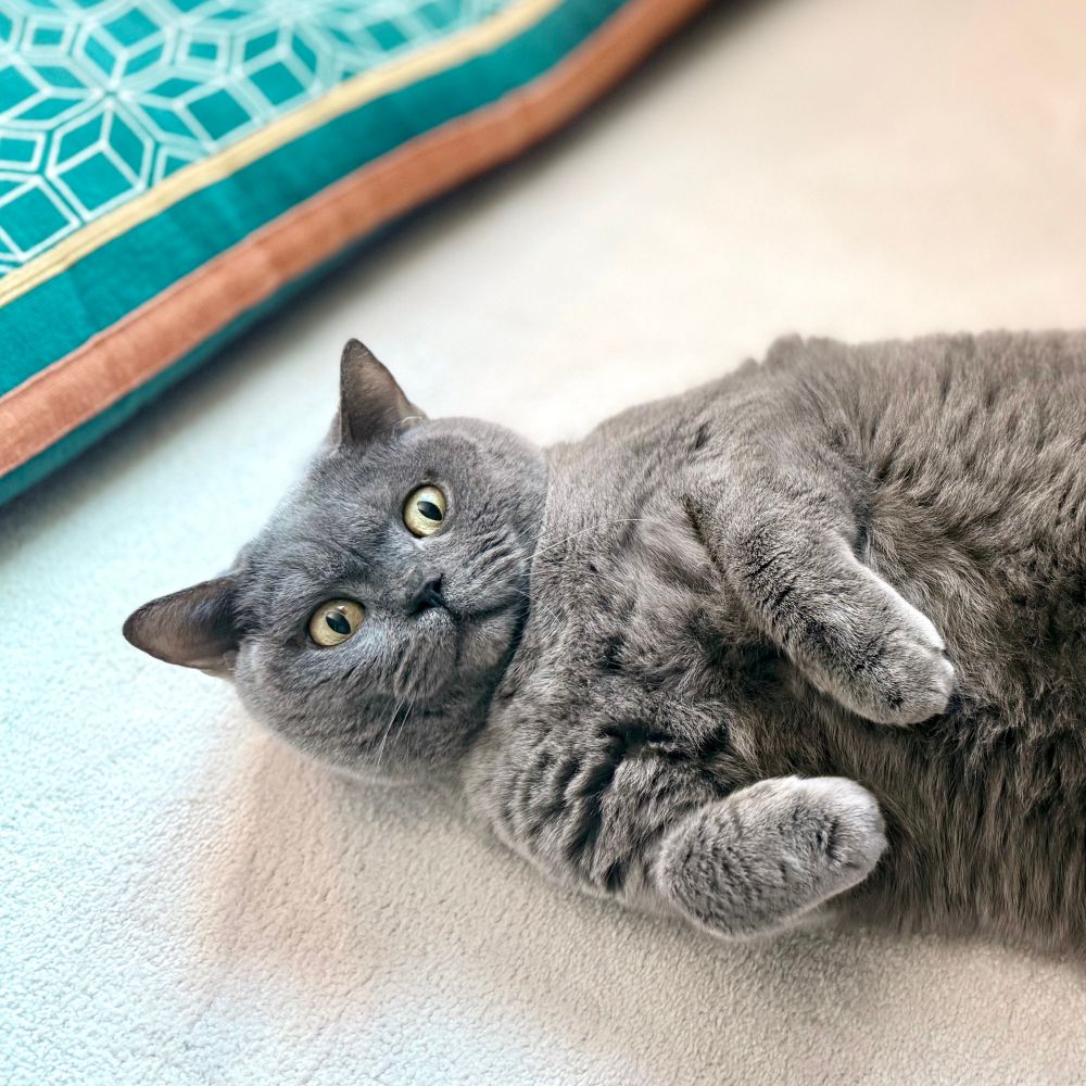 Milo Fluffy (Taylor’s Version)
