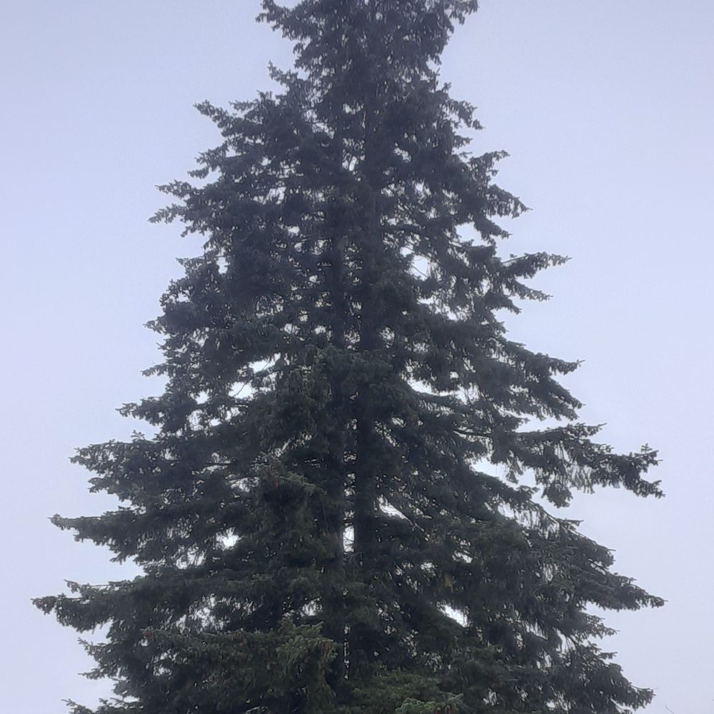 Evergreen Action