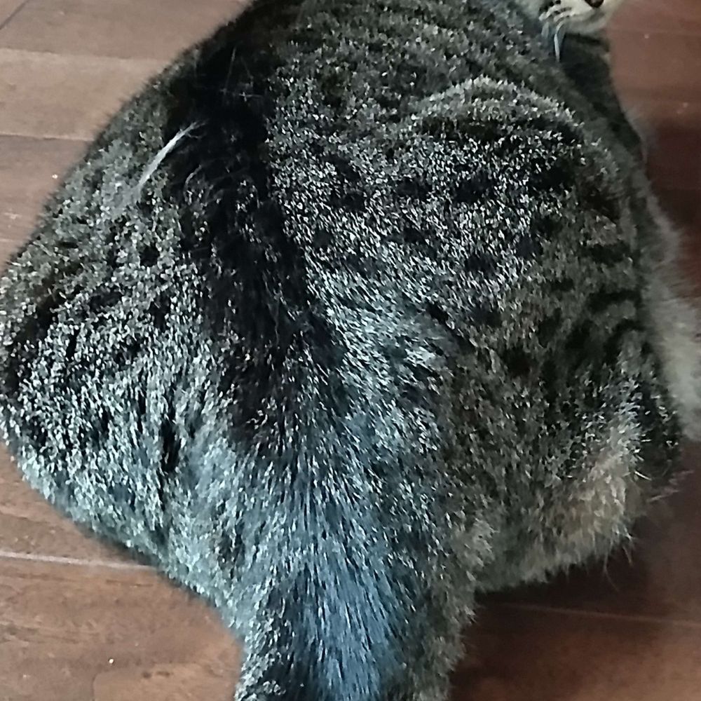 蒸しパン