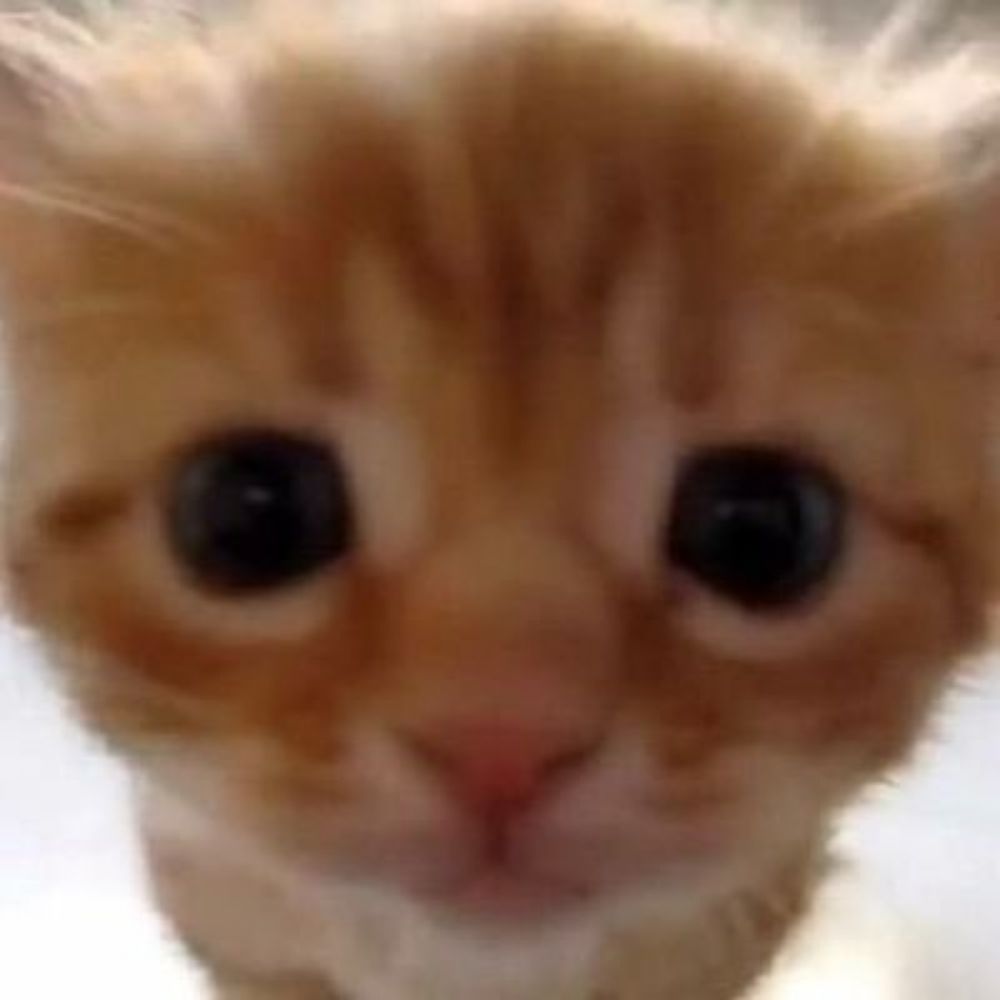 bela