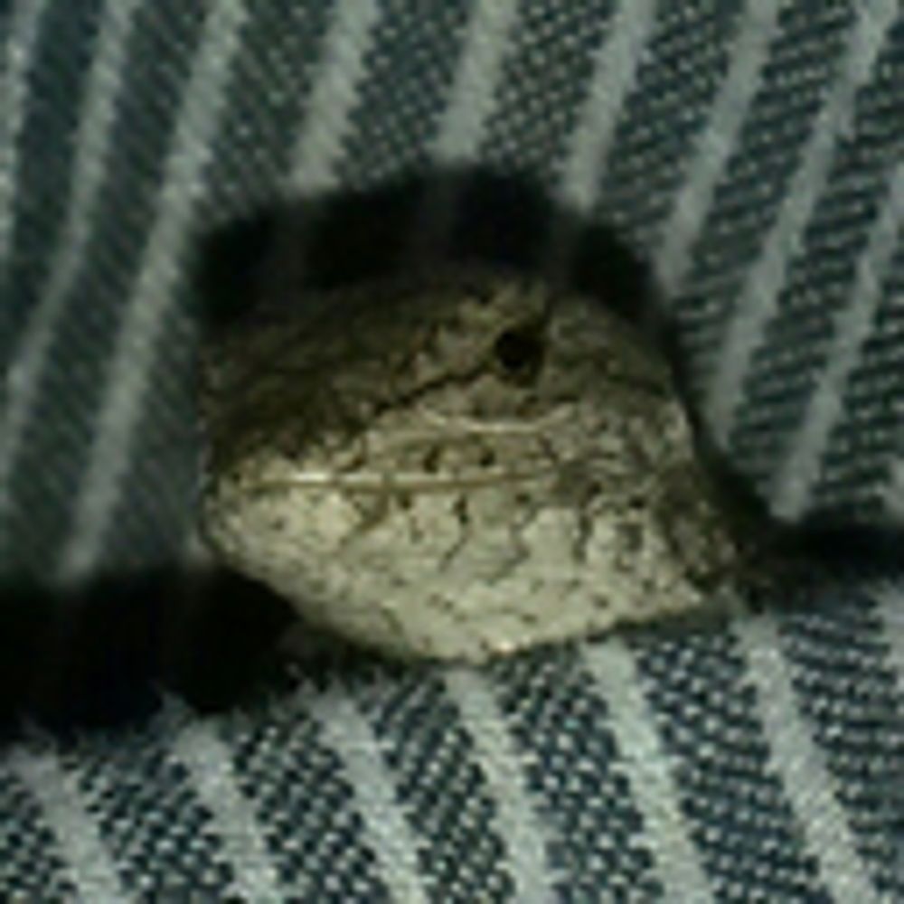 Ephauna