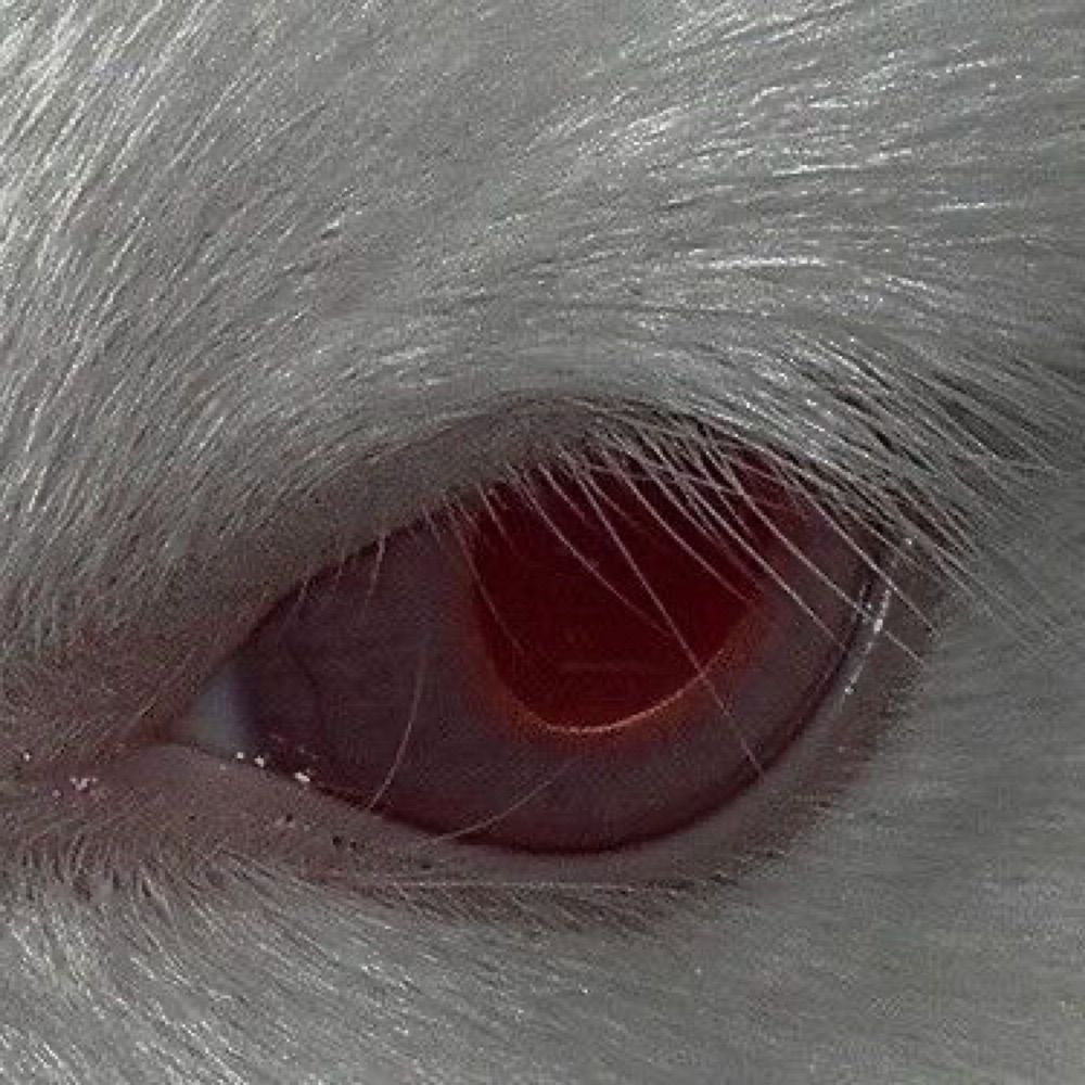 ᴛᴏʙɪᴀs