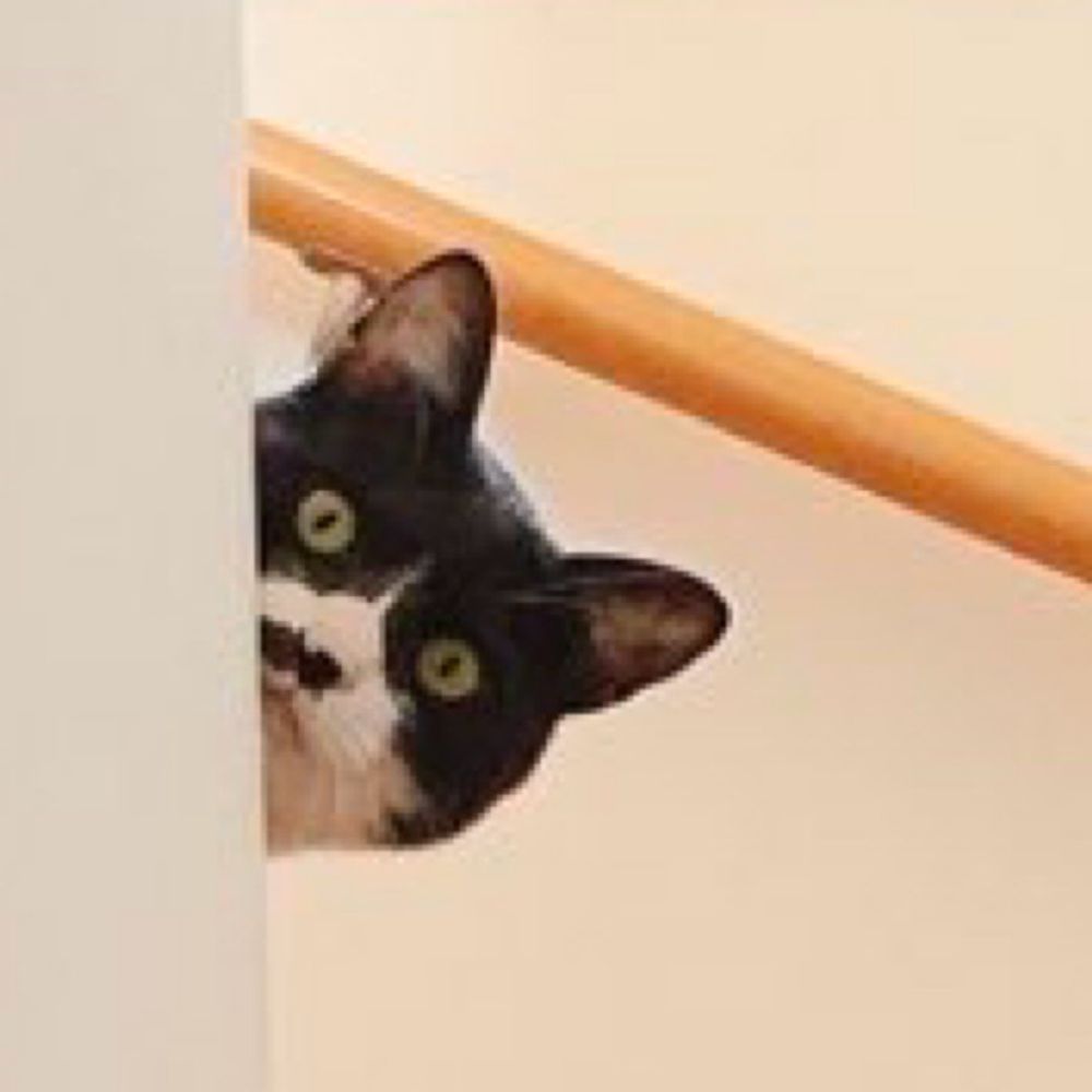 ワカメ