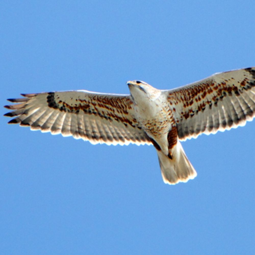 HAWK