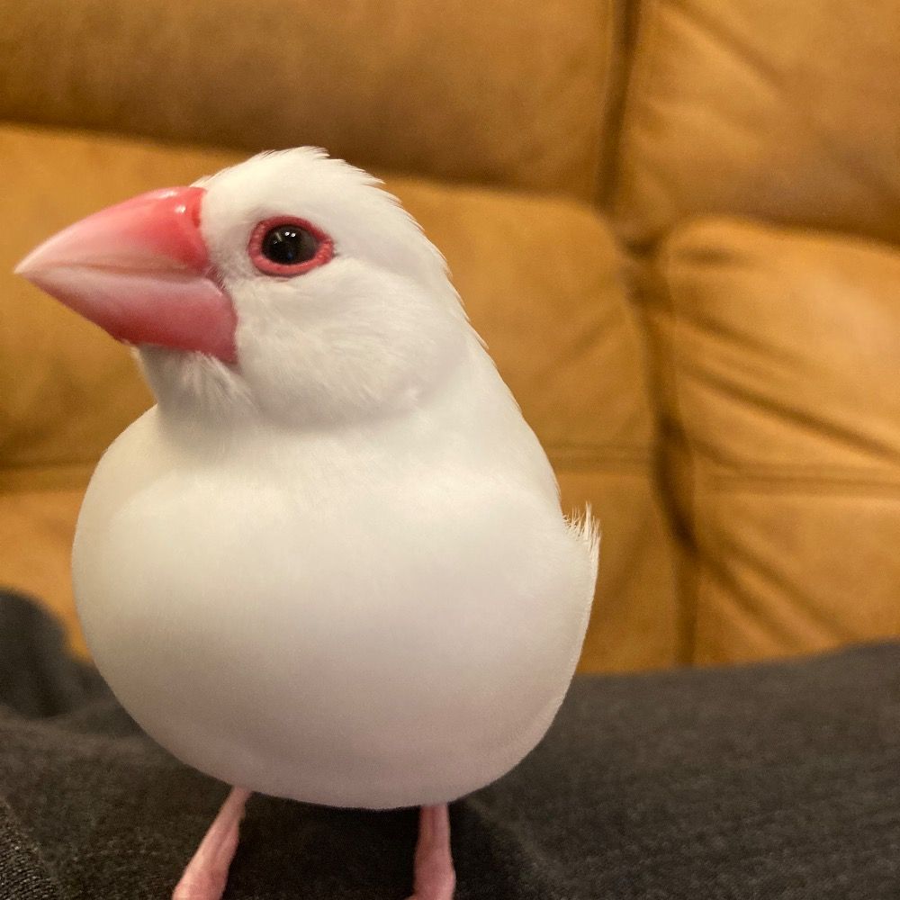 ゆゆ
