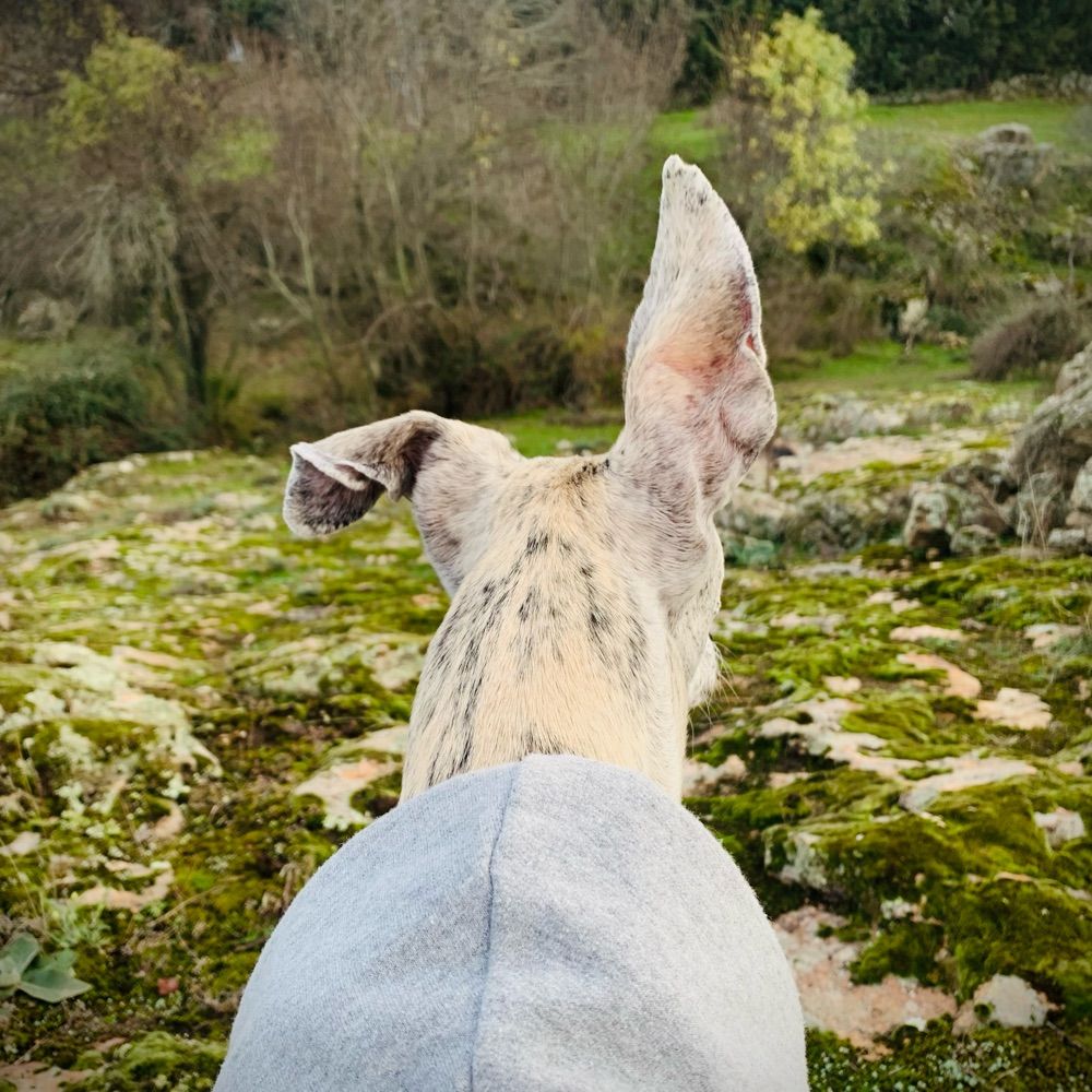 WonderDebo looking for Wonderland
