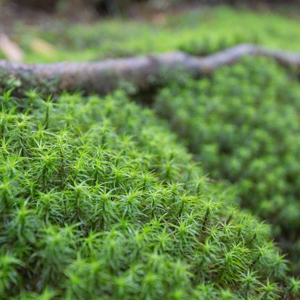 moss
