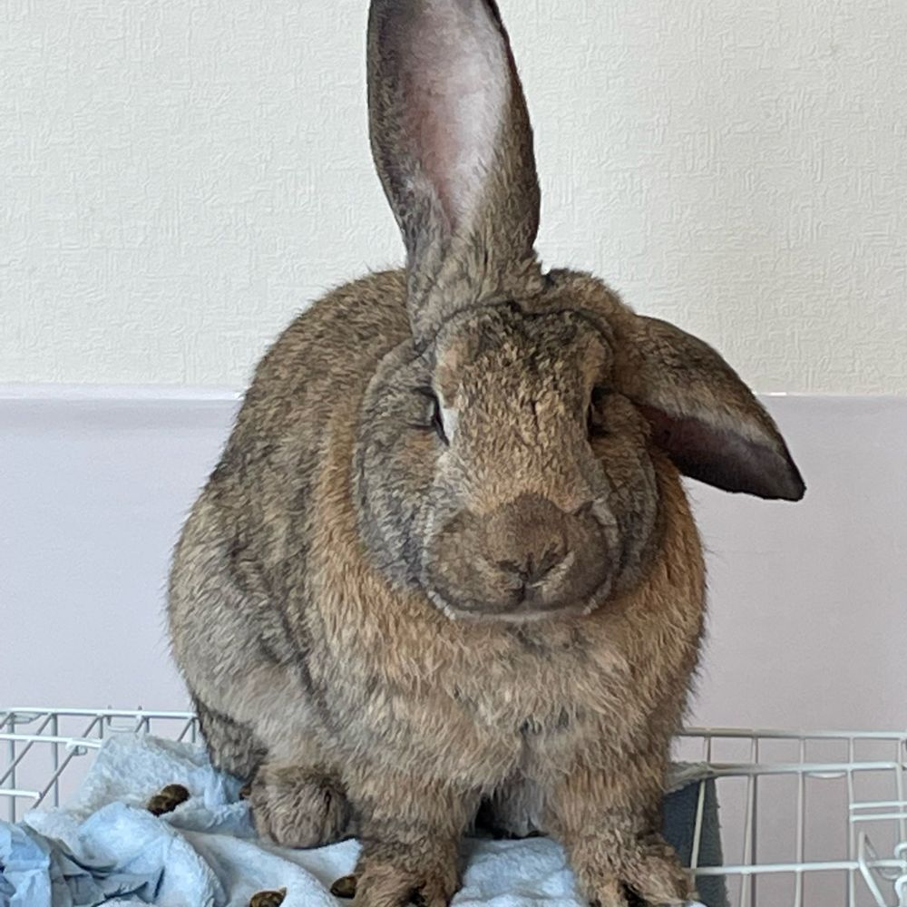 でかうさでかお🐇