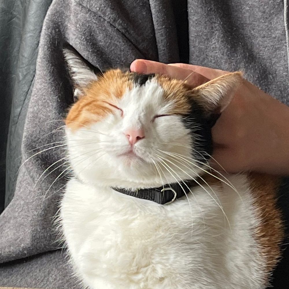 Nani 🐼🐈