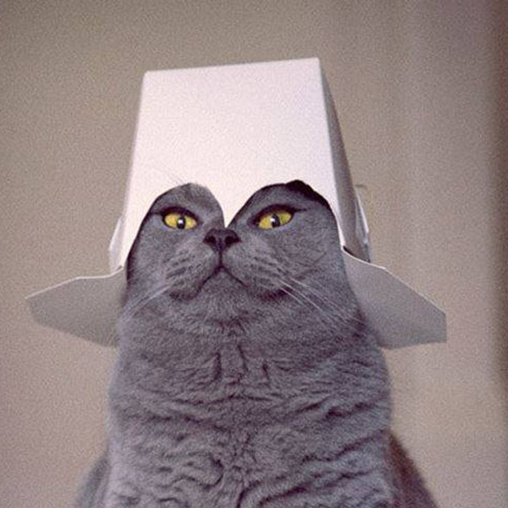 Tony Bob