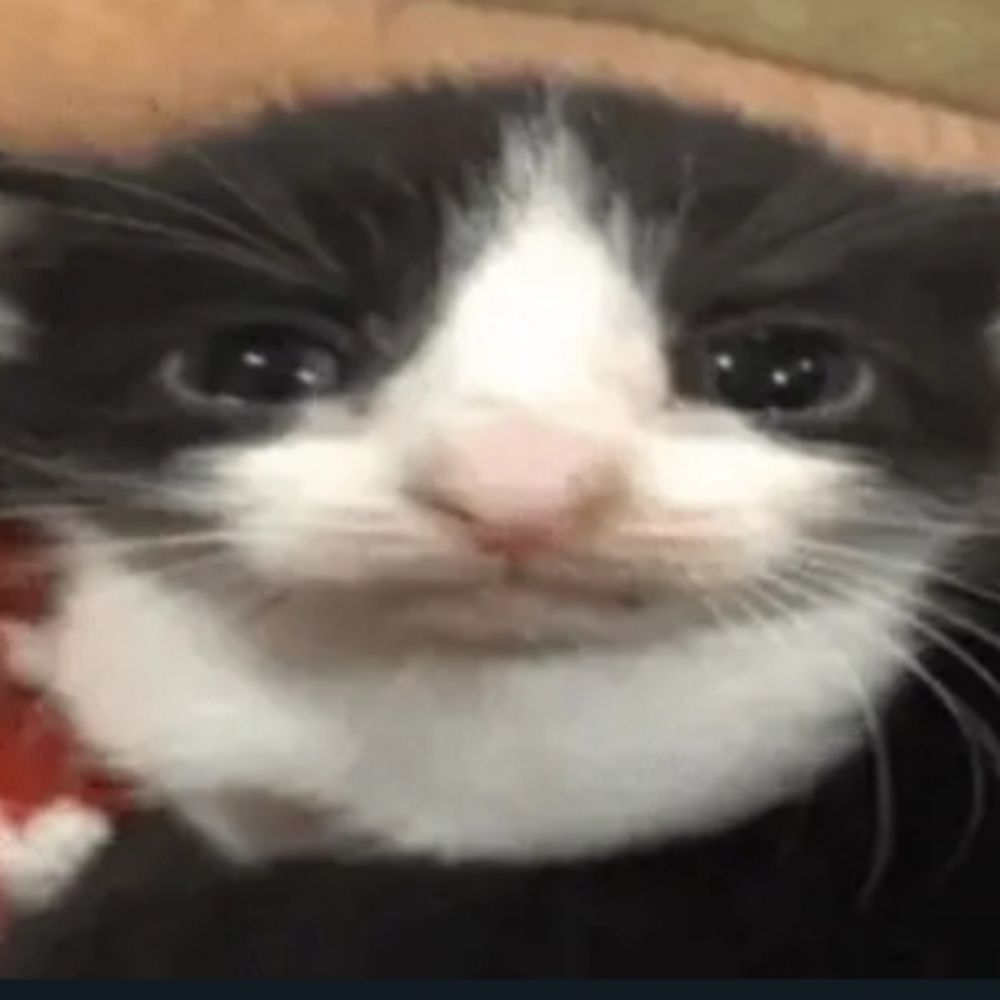 pedro