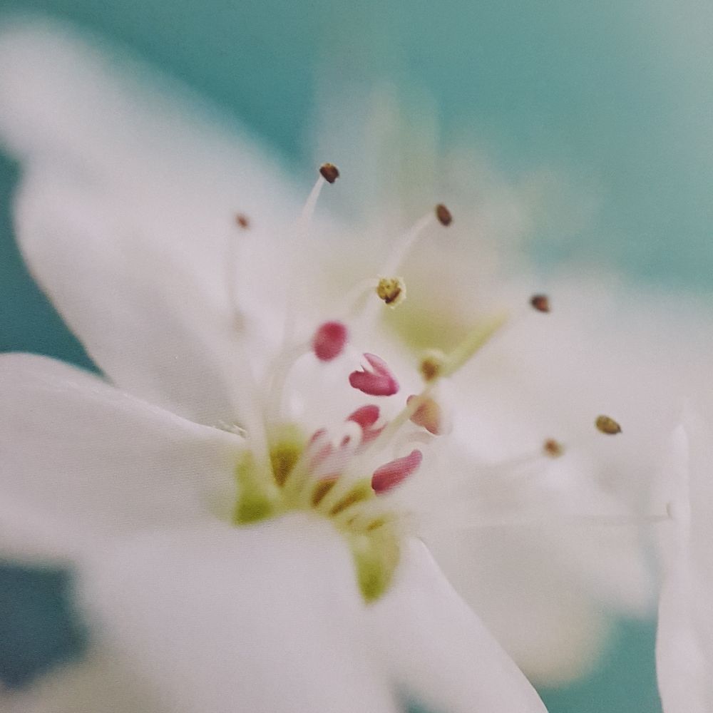 Pazlily