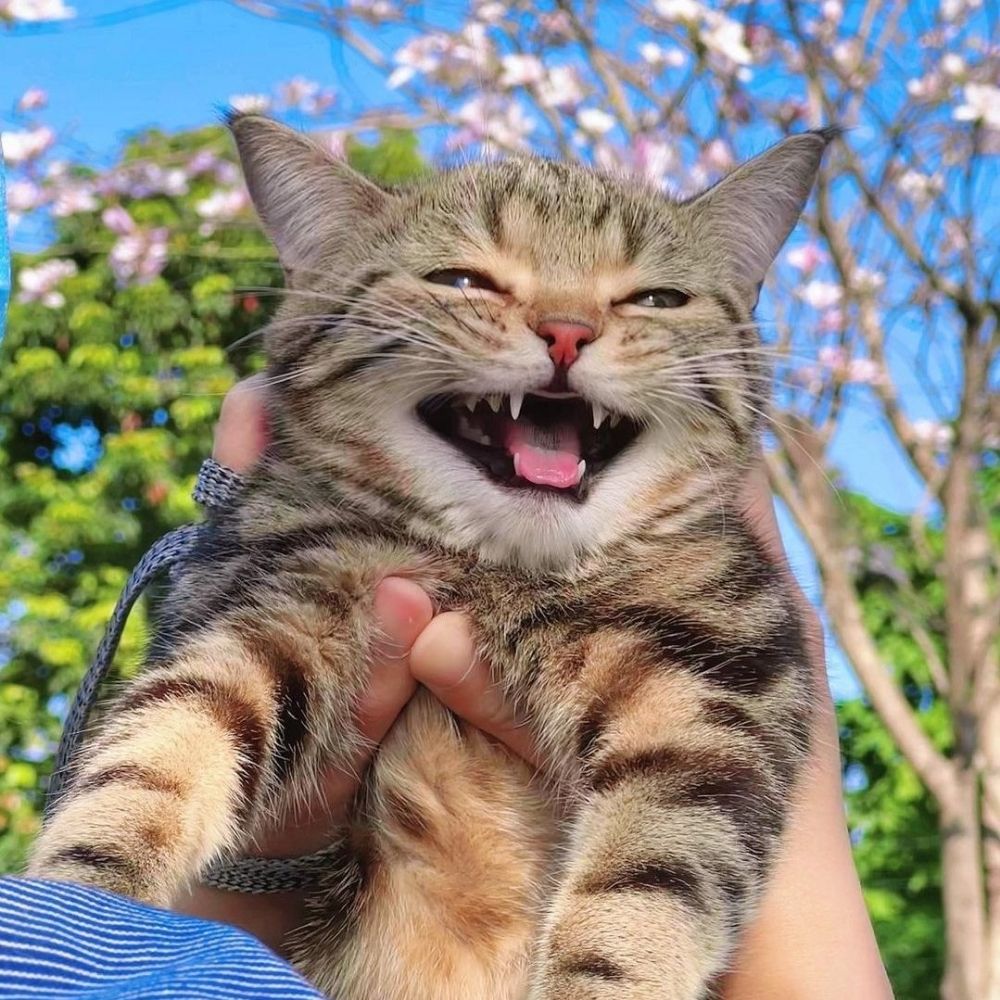 Yo