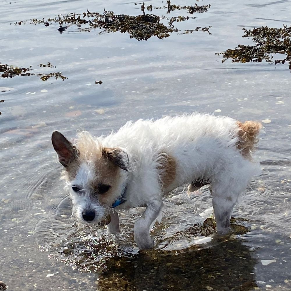 Vinnie the scruffy dog
