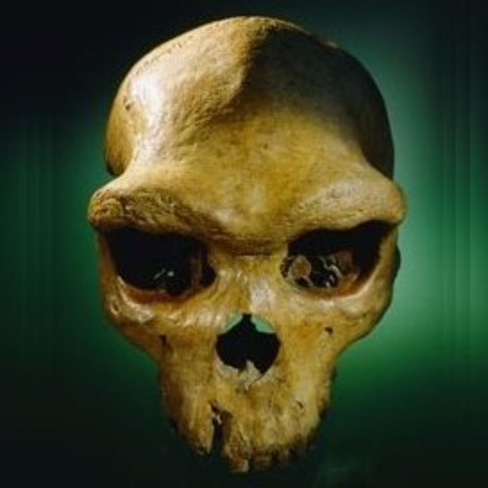 PaleoAnthropology+