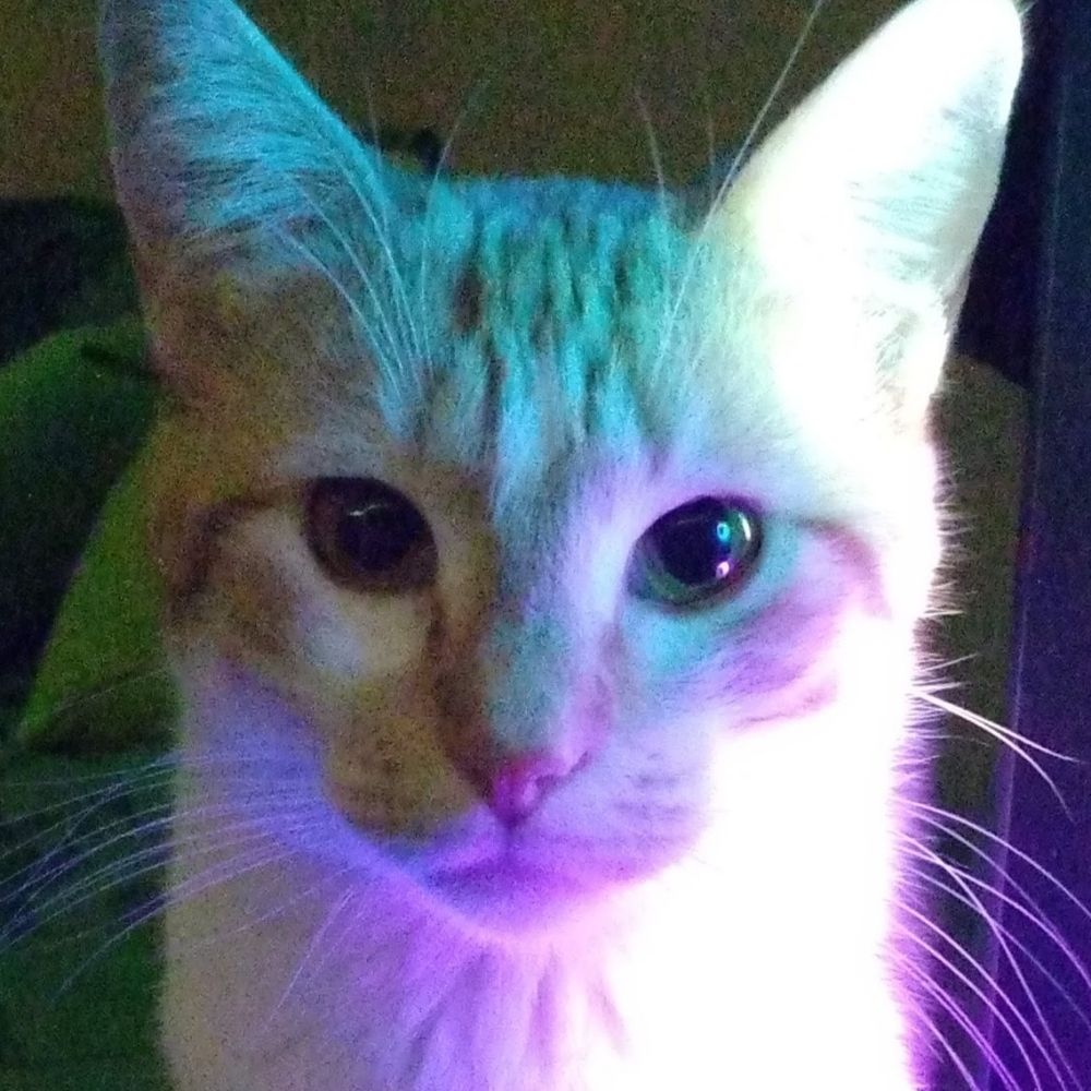 Goose The Cat