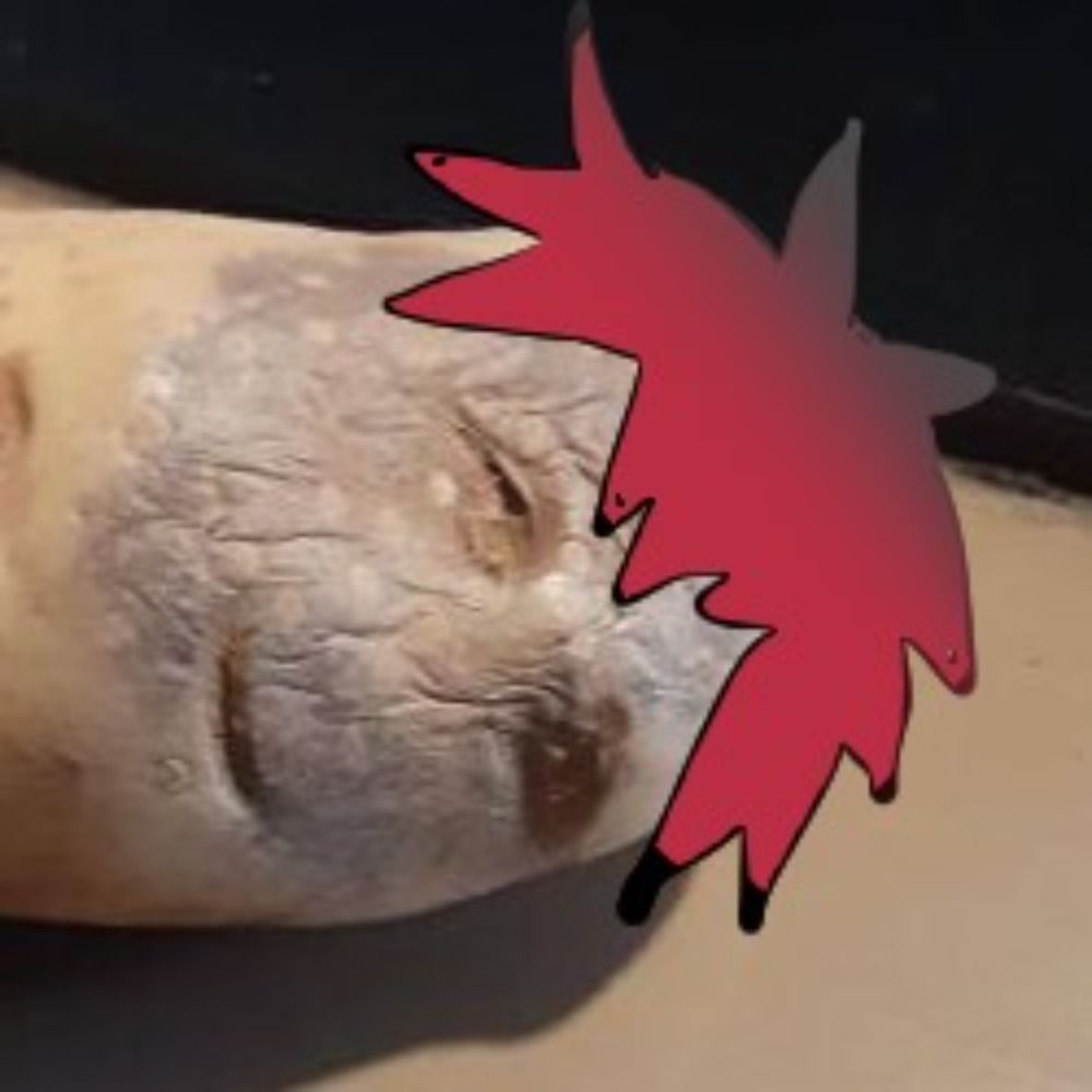 NotgCp