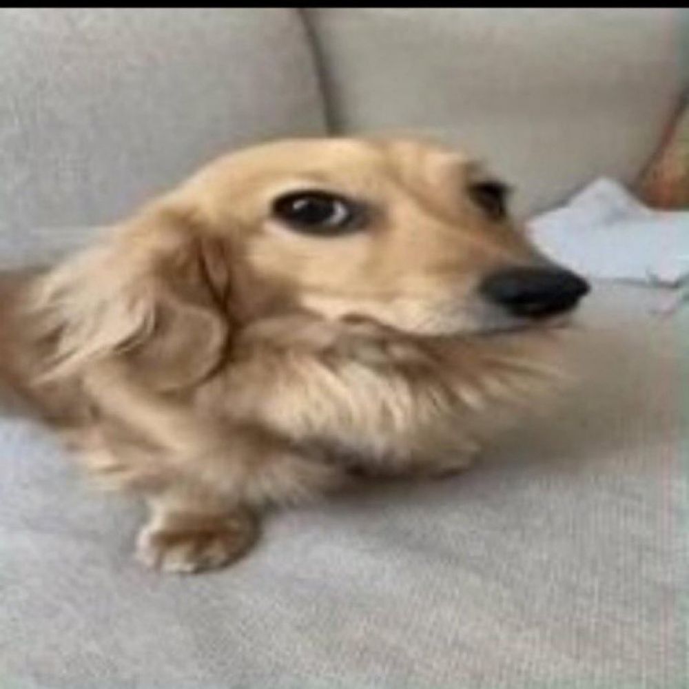 bibi
