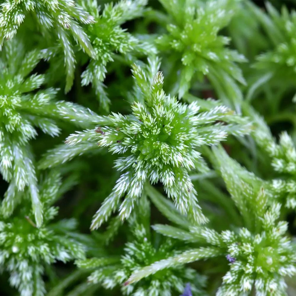 Sphagnum