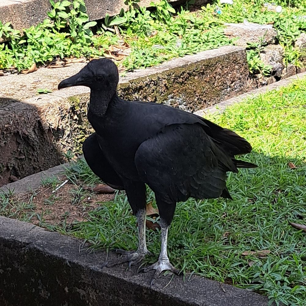 ACERVO URUBU