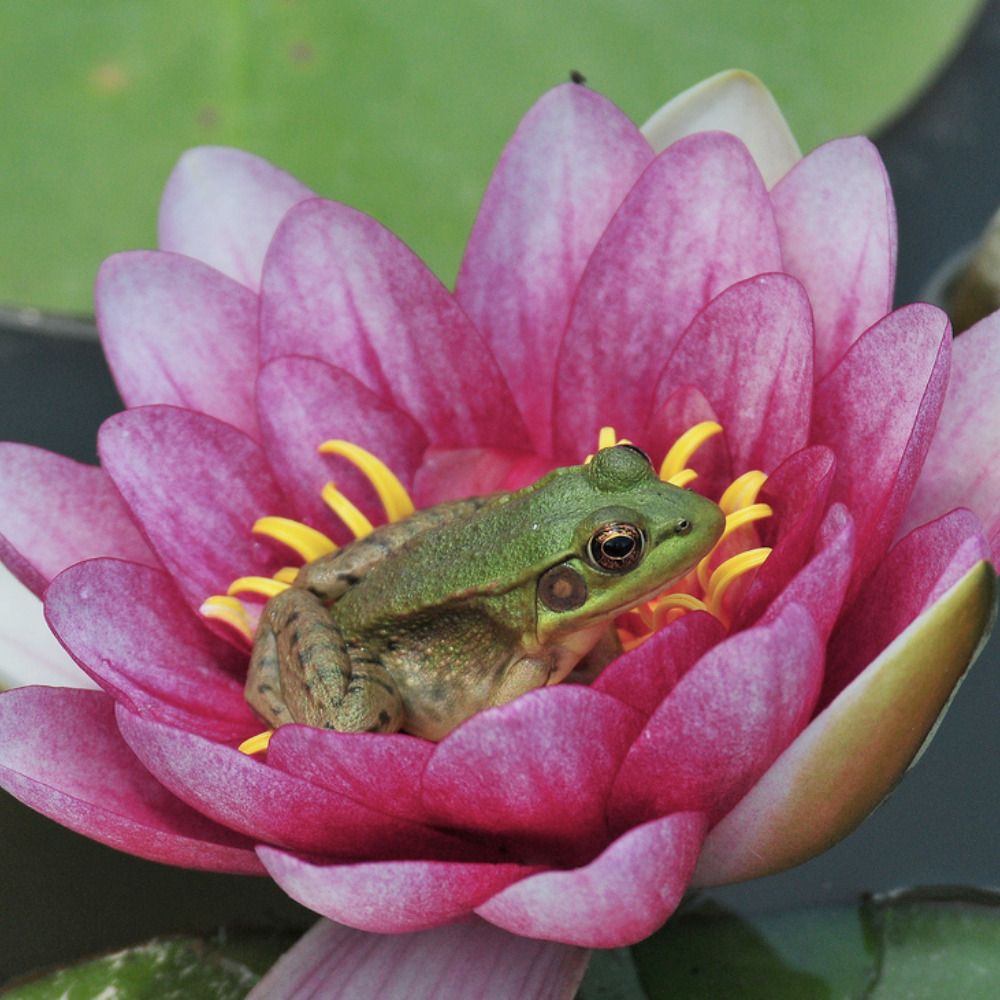 frogie