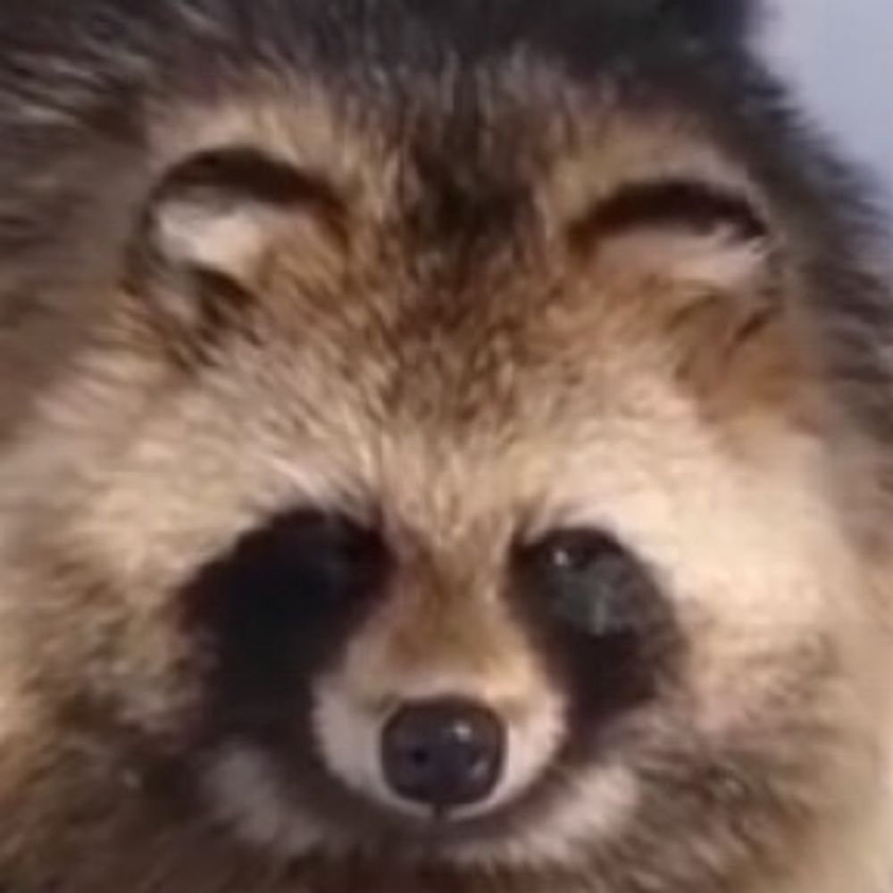 ニシン